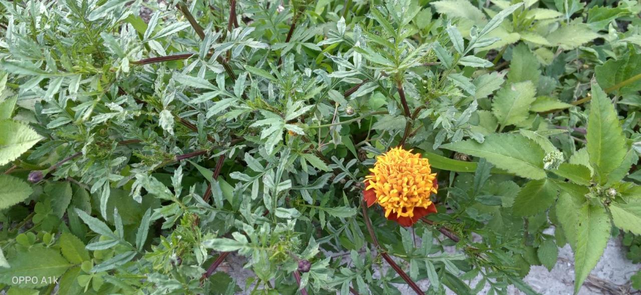 אלמורה Evergreen Home Stay מראה חיצוני תמונה