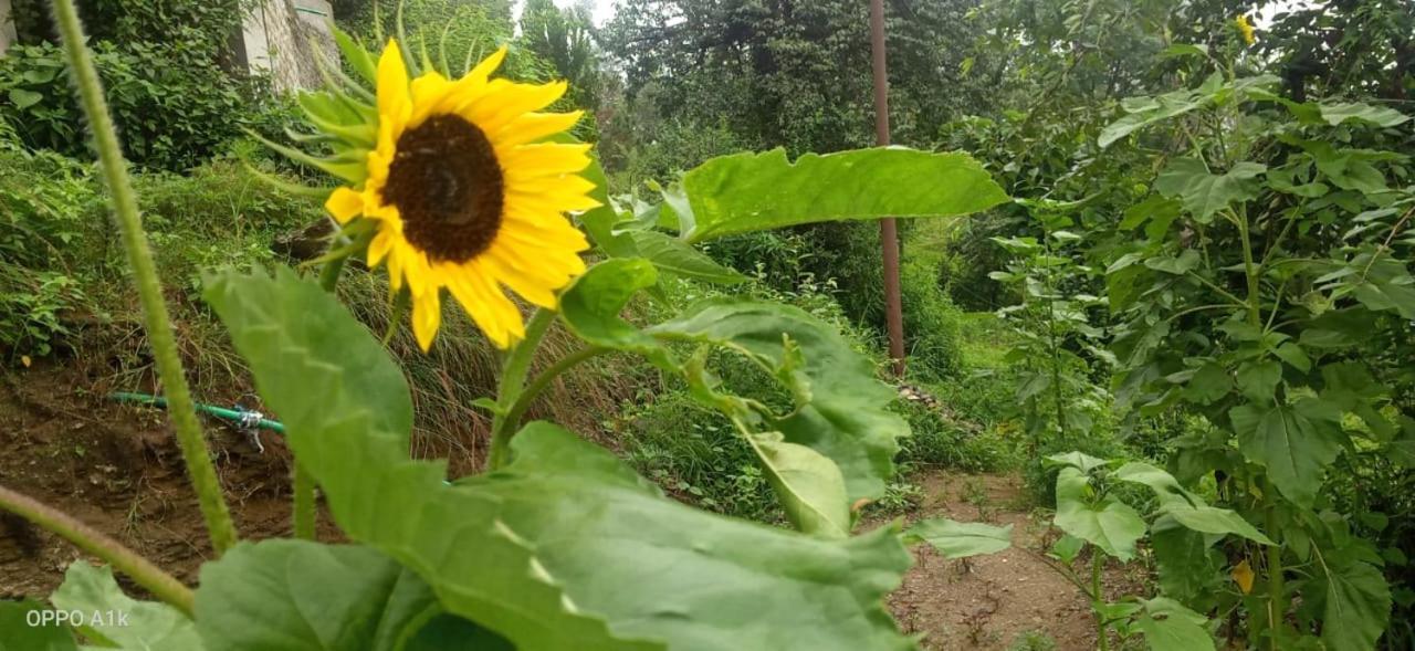 אלמורה Evergreen Home Stay מראה חיצוני תמונה
