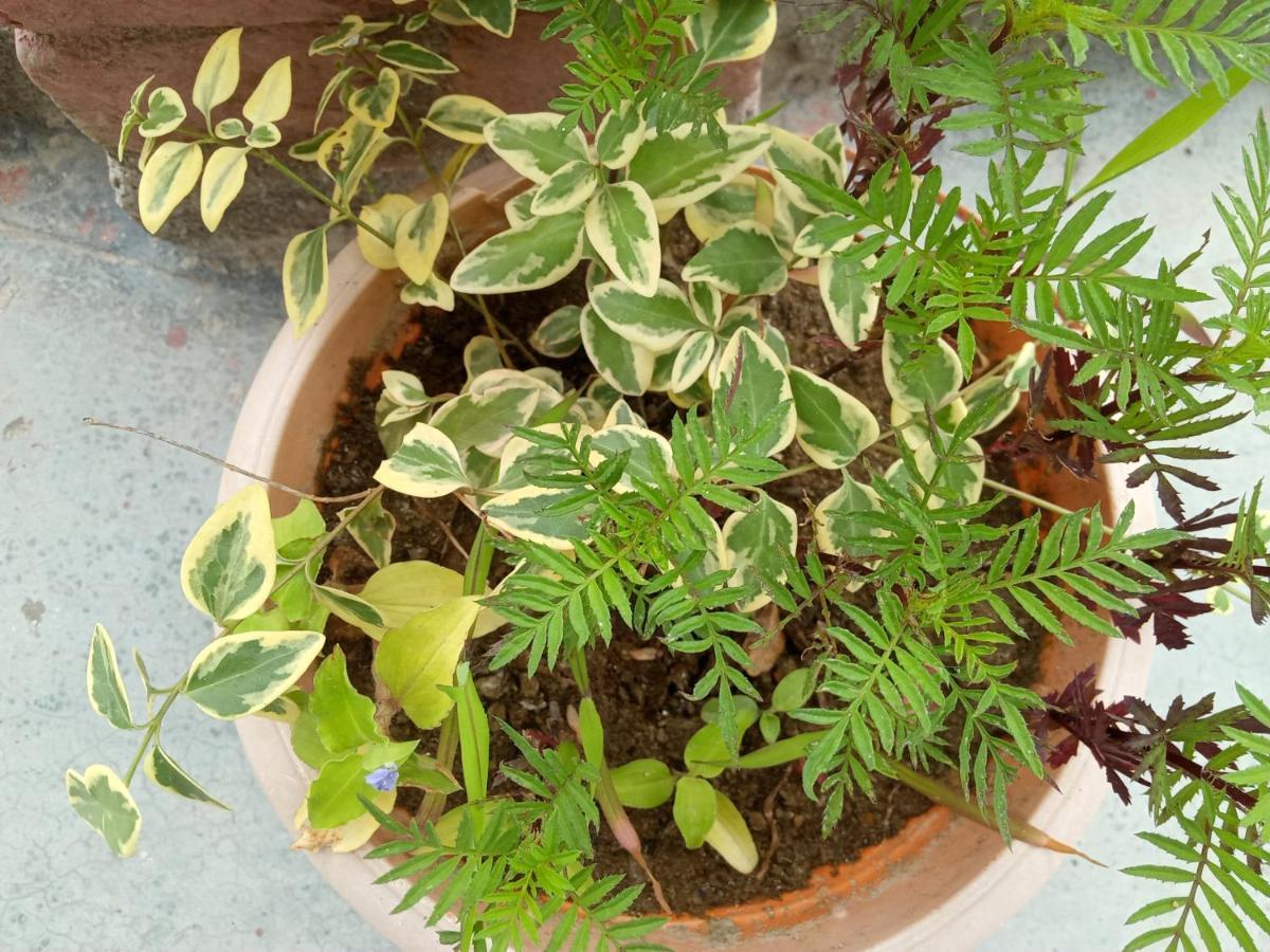 אלמורה Evergreen Home Stay מראה חיצוני תמונה